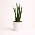 Sansevieria cilindrica