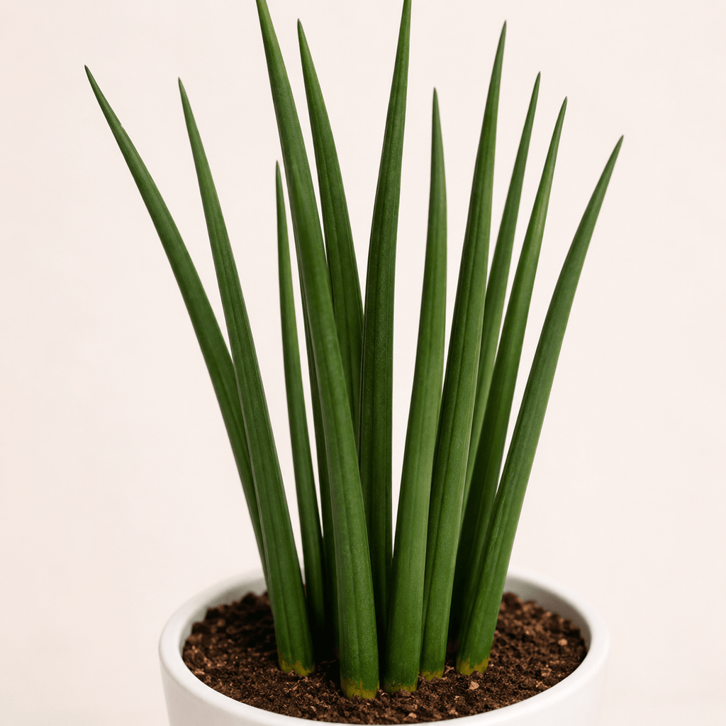 Sansevieria cilindrica