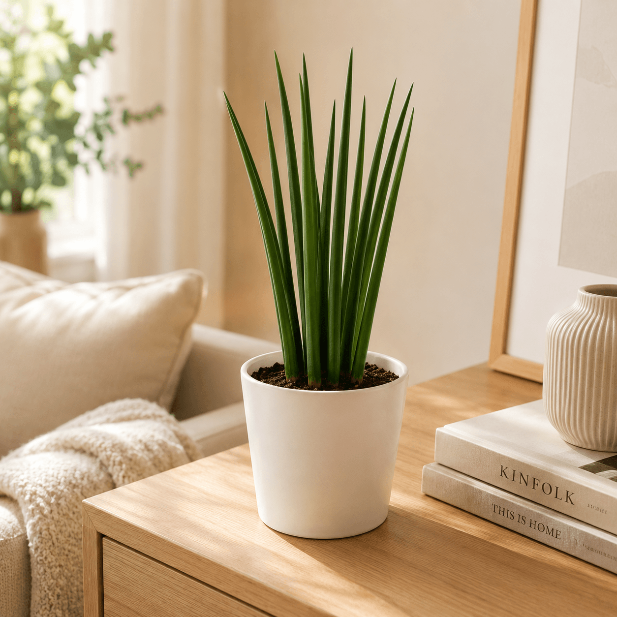 Sansevieria cilindrica