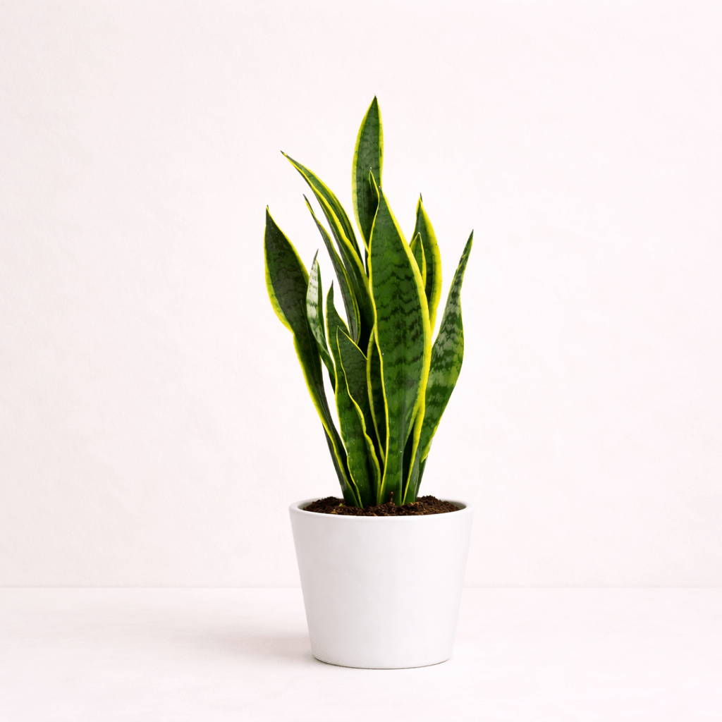 Sansevieria (Lengua de suegra)