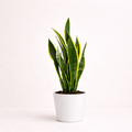 Sansevieria (Lengua de suegra)