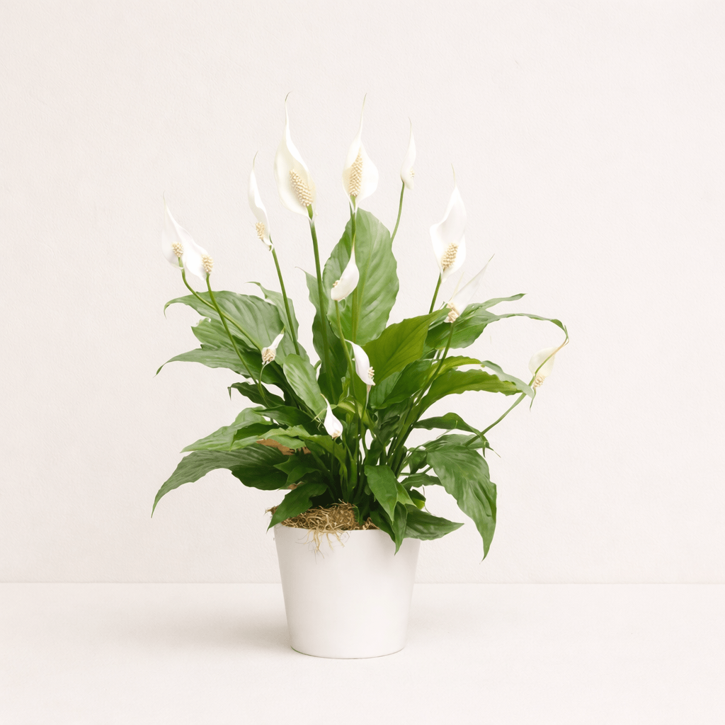 Spathiphyllum  (Lirio de la paz)