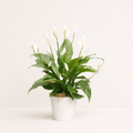 Spathiphyllum  (Lirio de la paz)