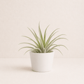 Tillandsia