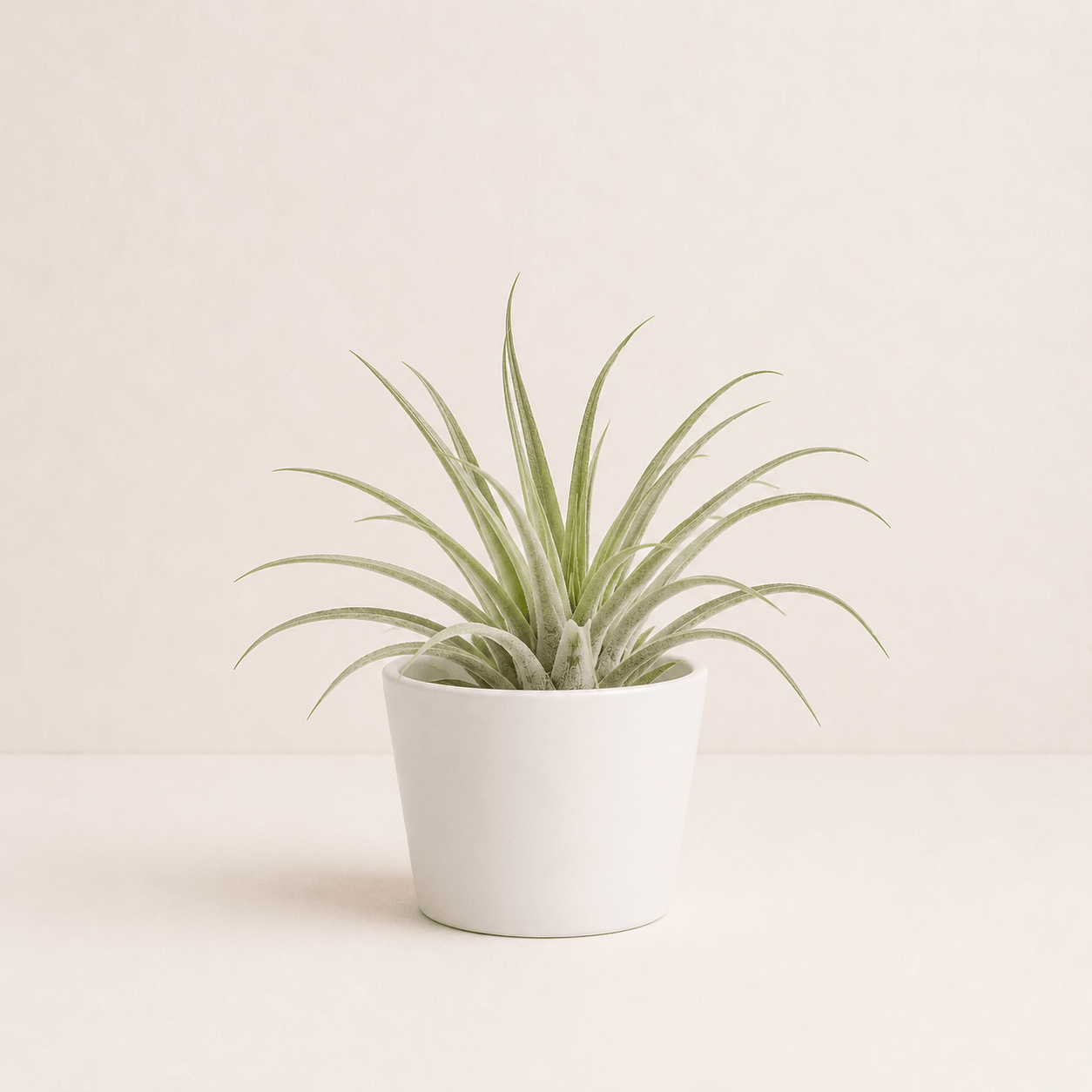 Tillandsia