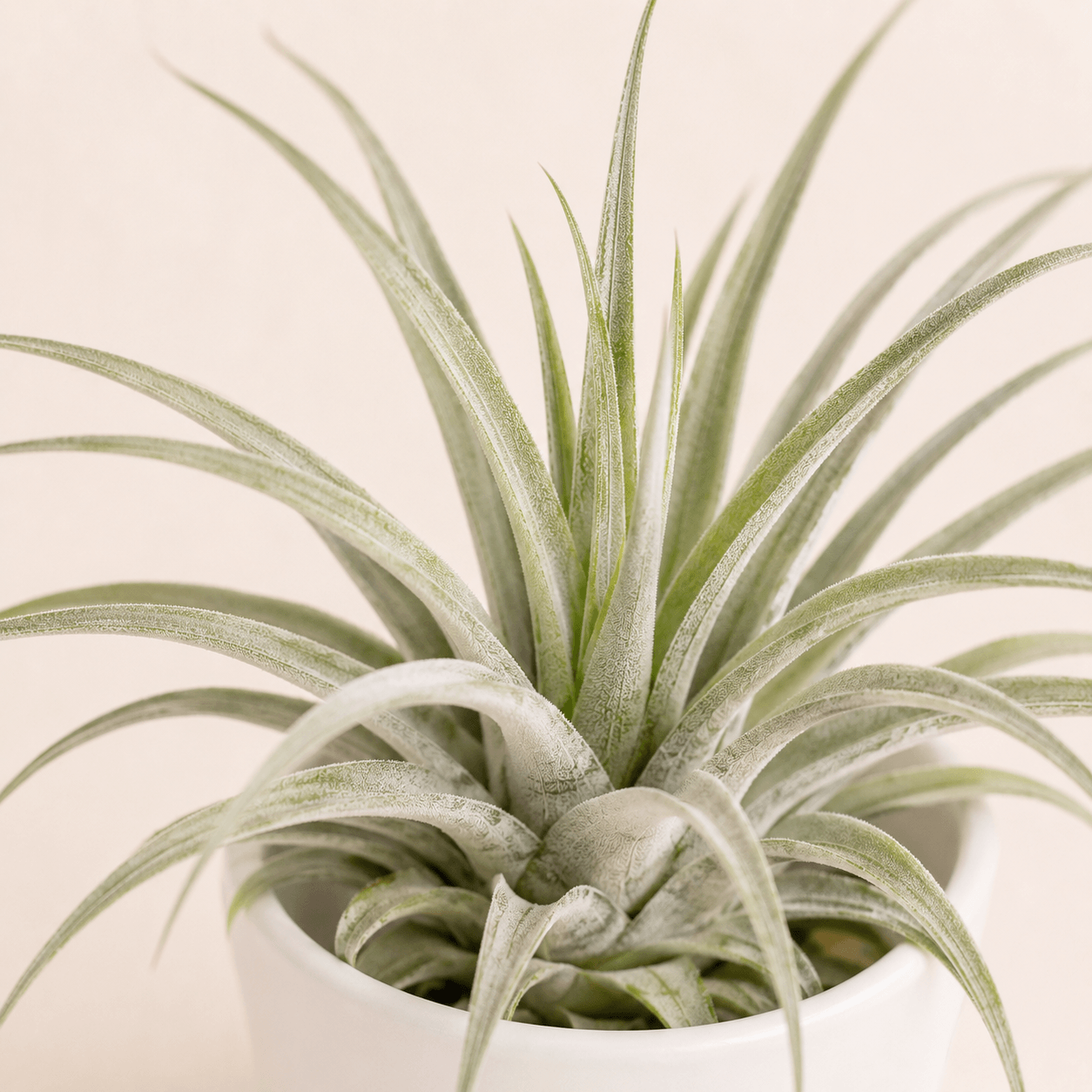 Tillandsia