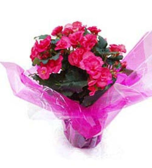 Planta Begonia