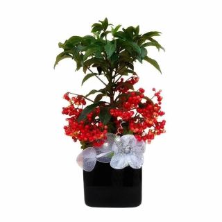 Ardisia de Navidad 2