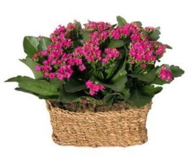 Cesta de Kalanchoes Rupert