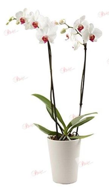 Todos nuestras Orquídeas al mejor precio – Floristería a domicilio Pétalos
