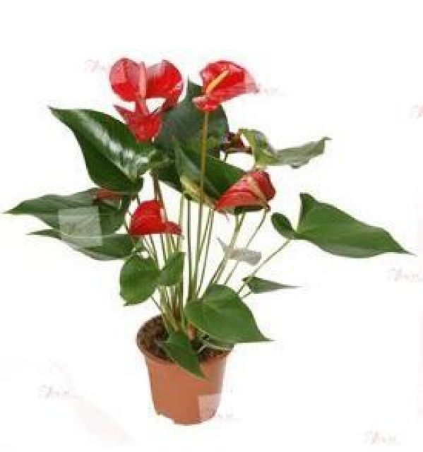 Planta anthurium India