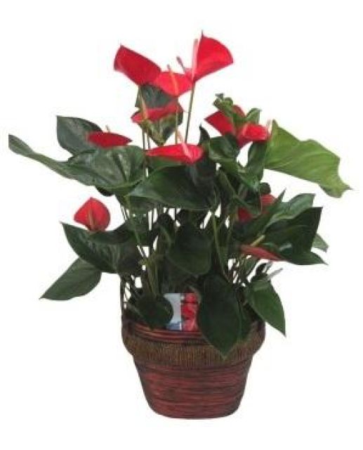 Planta anthurium Regina